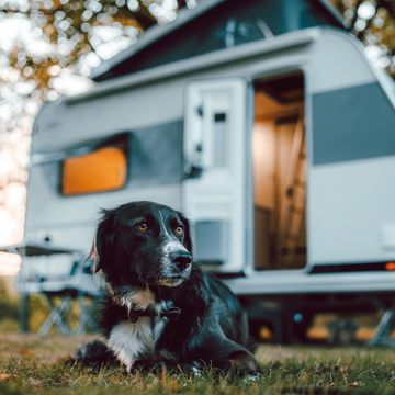 Reisen mit dem Hund Reisen mit dem Hund